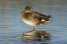 Attēlu rezultāti vaicājumam “Anas strepera female”