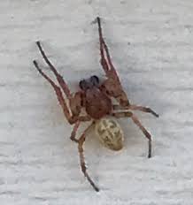 Attēlu rezultāti vaicājumam “Larinioides cornutus male”