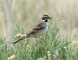 Image result for Chondestes grammacus