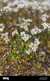 Attēlu rezultāti vaicājumam “Erophila verna flower”