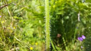 Attēlu rezultāti vaicājumam “Viola hirta leaf”