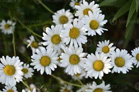 Image result for Matricaria recutita (chamomilla)