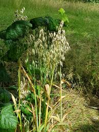 Attēlu rezultāti vaicājumam “Avena sativa”