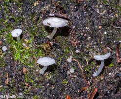 Attēlu rezultāti vaicājumam “Delicatula integrella”