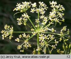 Attēlu rezultāti vaicājumam “Conioselinum tataricum”