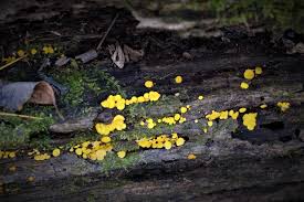 Attēlu rezultāti vaicājumam “Bisporella citrina”