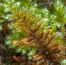 Attēlu rezultāti vaicājumam “Ctenidium molluscum”