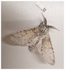 Attēlu rezultāti vaicājumam “Cerura vinula imago”