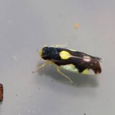 Attēlu rezultāti vaicājumam “Eupteryx vittata”