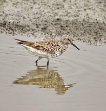 Image result for Calidris tenuirostris