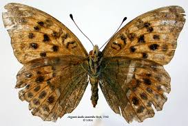 Attēlu rezultāti vaicājumam “Argynnis laodice”