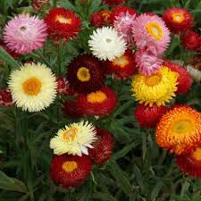 Image result for Helichrysum bracteatum