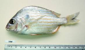 Image result for Archosargus rhomboidalis