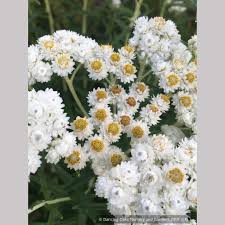 Attēlu rezultāti vaicājumam “Anaphalis margaritacea flower”