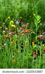 Attēlu rezultāti vaicājumam “Pilosella aurantiaca”
