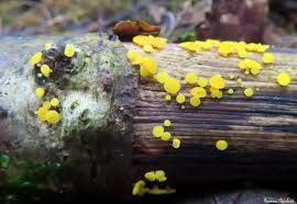 Attēlu rezultāti vaicājumam “Hemitrichia karstenii”