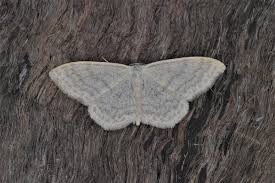 Attēlu rezultāti vaicājumam “Scopula floslactata”