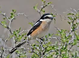 Image result for Lanius nubicus