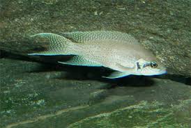 Attēlu rezultāti vaicājumam “Lamproderma nigrescens young”