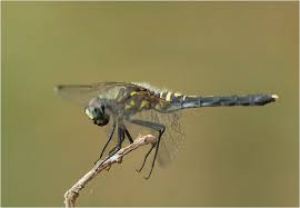 Attēlu rezultāti vaicājumam “Leucorrhinia albifrons female”