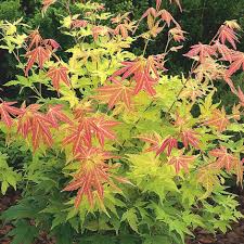 Image result for Acer palmatum `Orange Dream`