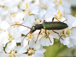 Attēlu rezultāti vaicājumam “Chrysanthia geniculata”