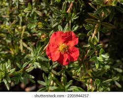 Attēlu rezultāti vaicājumam “Pentaphylloides fruticosa leaf”