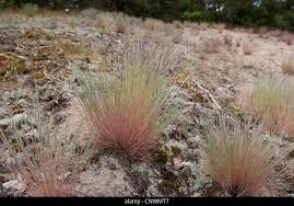 Attēlu rezultāti vaicājumam “Corynephorus canescens flower”