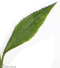 Attēlu rezultāti vaicājumam “Mercurialis perennis leaf”