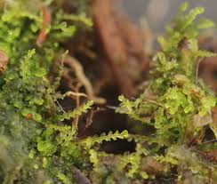 Attēlu rezultāti vaicājumam “Cladopodiella francisci”