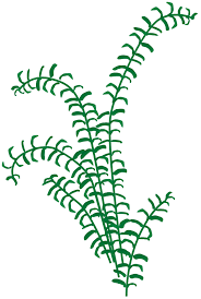 Attēlu rezultāti vaicājumam “Elodea canadensis leaf”