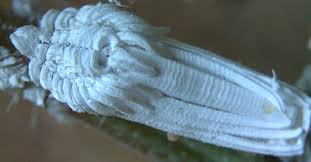 Attēlu rezultāti vaicājumam “Orthezia urticae”