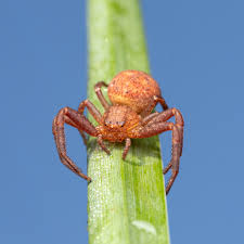 Attēlu rezultāti vaicājumam “Xysticus bifasciatus”