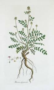 Attēlu rezultāti vaicājumam “Poterium sanguisorba”