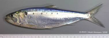 Image result for Alosa alosa