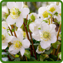 Attēlu rezultāti vaicājumam “Herniaria glabra flower”