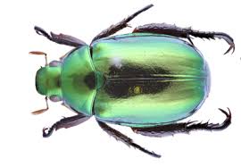 Attēlu rezultāti vaicājumam “Scarabaeidae”