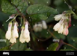 Attēlu rezultāti vaicājumam “Symphytum grandiflorum flower”