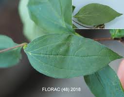 Attēlu rezultāti vaicājumam “Philadelphus coronarius leaf”