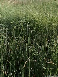 Attēlu rezultāti vaicājumam “Eleocharis palustris”