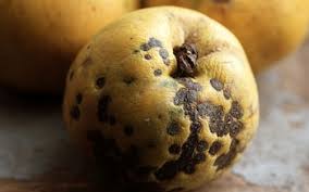 Attēlu rezultāti vaicājumam “Astrantia major fruit”