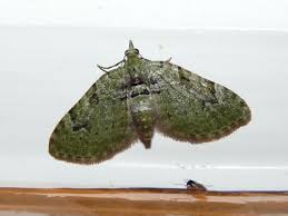 Attēlu rezultāti vaicājumam “Chloroclystis v-ata”