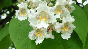 Attēlu rezultāti vaicājumam “Catalpa”
