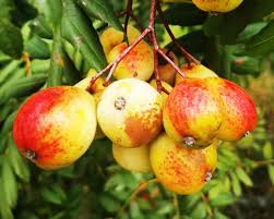 Attēlu rezultāti vaicājumam “Sorbus intermedia fruit”