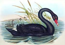 Attēlu rezultāti vaicājumam “Cygnus atratus”