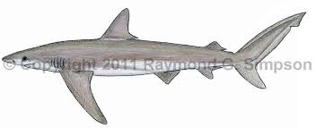 Image result for Carcharhinus brachyurus