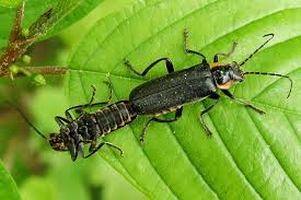 Attēlu rezultāti vaicājumam “Cantharis obscura”