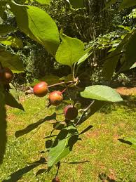 Attēlu rezultāti vaicājumam “Malus prunifolia”