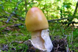 Attēlu rezultāti vaicājumam “Amanita crocea”