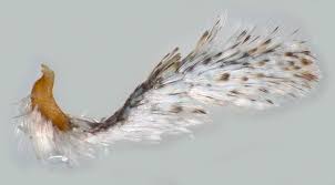 Attēlu rezultāti vaicājumam “Nycteola degenerana”